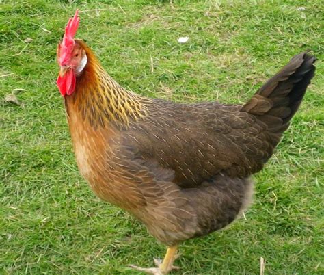 Top 11 Yellow Chicken Breeds (with Pictures)