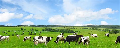 现代牧业发布2021年ESG报告，提及多项奶牛福利举措-企业官网