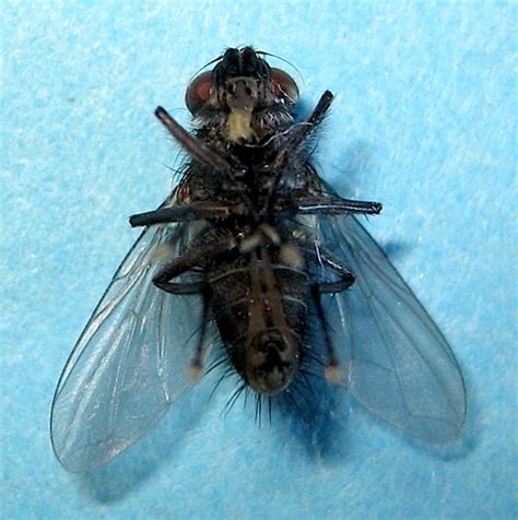 parasitoid 的图像结果