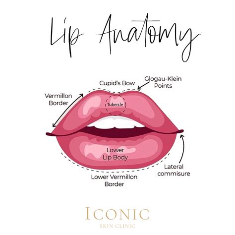 Lip Anatomy Tubercle