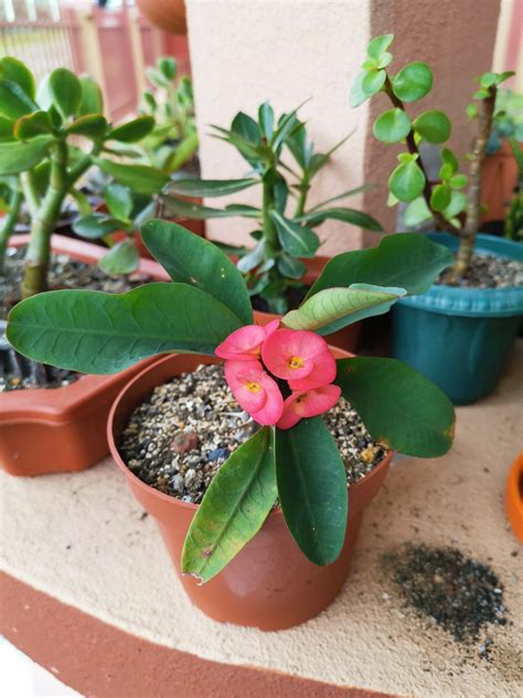 Corona De Cristo Planta En Ingles - Consejos para cultivar la corona de ...