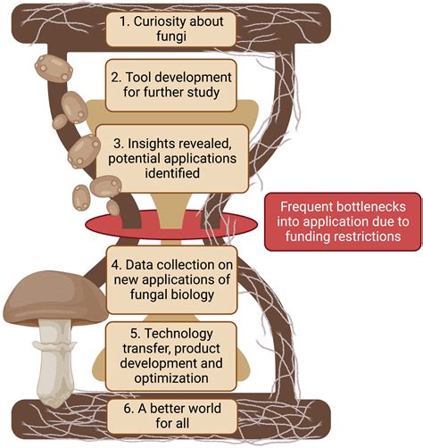 The Fungi Frontiers | Fungal Biotechnology: From Yesterday To Tomorrow