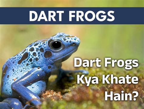 What Dart Frogs Eat?