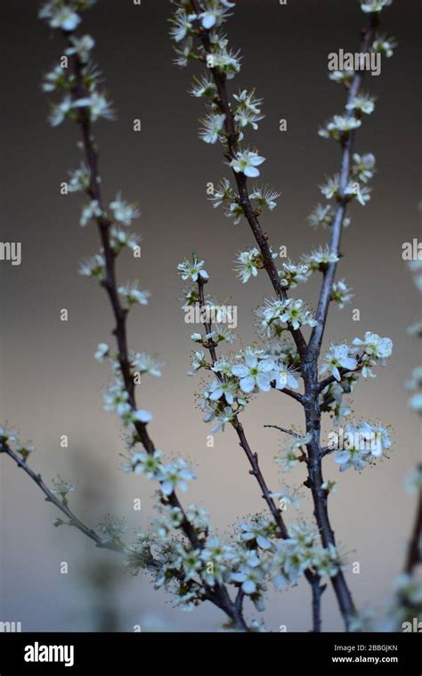 spring flowers inside a house Stock Photo - Alamy