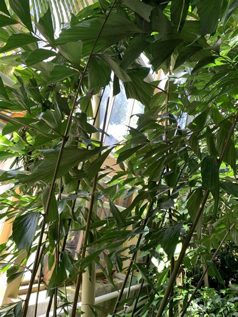 Caryota monostachya - Fishtail palm, 单穗鱼尾葵 dan sui yu wei kui | Hortus ...