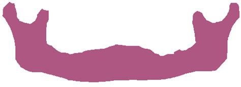 Panoramic Dental X-rays - Dataset Ninja