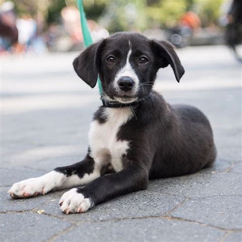 Border Collie Lab Mix Black And White at Ida Wheeler blog
