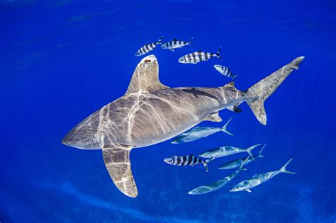 Sharks in Bali: Top Spots & Safety Tips