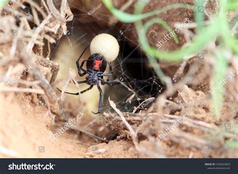Black Widow Spider Egg Sac Stock Photo 1555623803 | Shutterstock