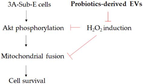 Probiotics-Derived Extracellular Vesicles Protect Oxidative Stress ...