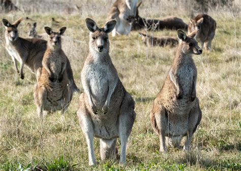 A group of kangaroos standing in a field photo – Free Mulanggari ...