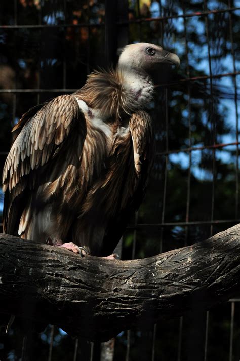 【动物世界——秃鹫摄影图片】上海动物园生态摄影_老色廊摄影博客_太平洋电脑网摄影部落