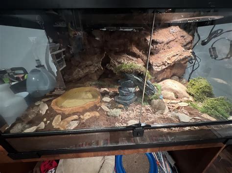 Image result for Bioactive Ball Python Tank