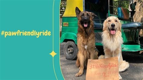 Petition · Paw friendly ride - India · Change.org