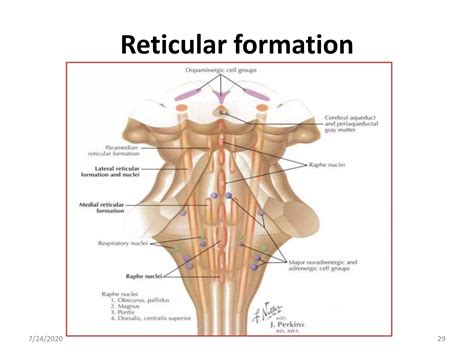 Limbic system Memory 的图像结果