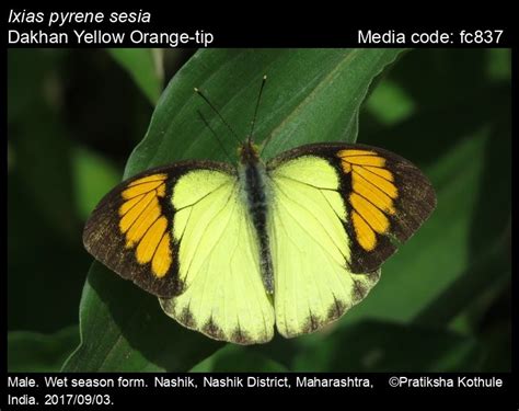 Ixias pyrene | Butterfly