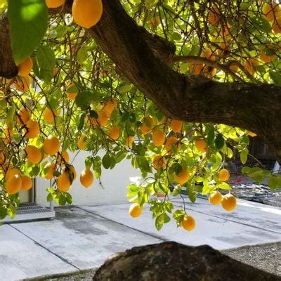 CC Fruit Rescue - GIANT CITRUS HARVEST!! Additional Sign up Space ...