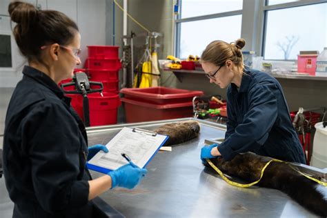 CWD Sampling 的图像结果