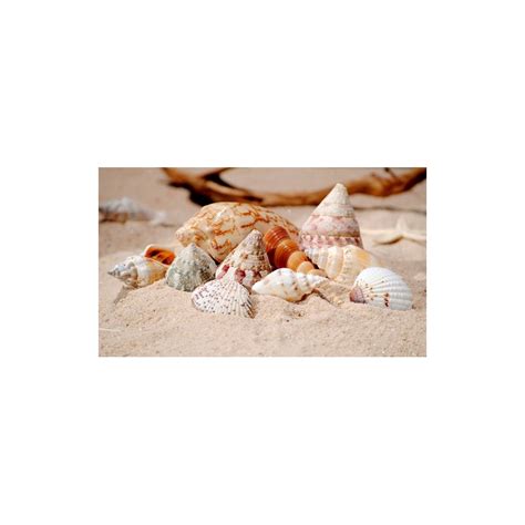 Image result for Small Shells