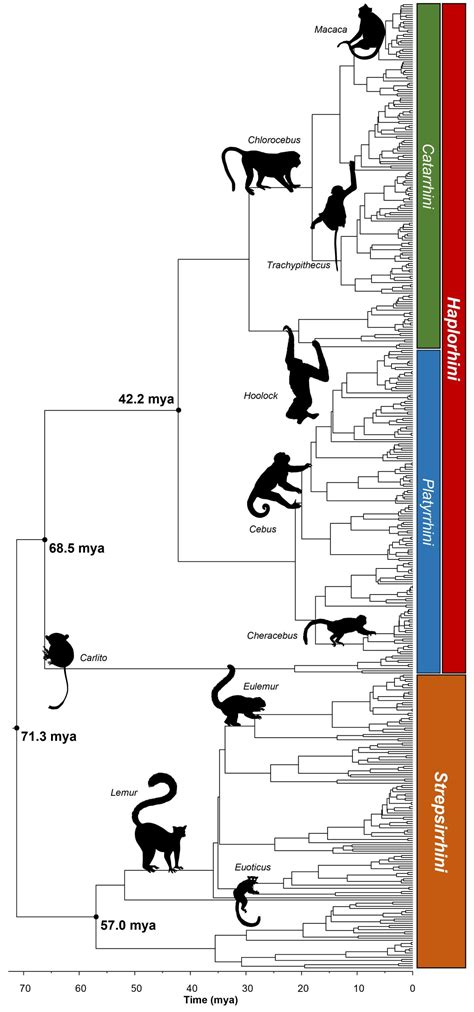 Image result for Primate Evolution Tree