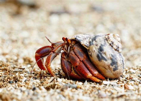 How Long Can Hermit Crabs Live Without A Shell