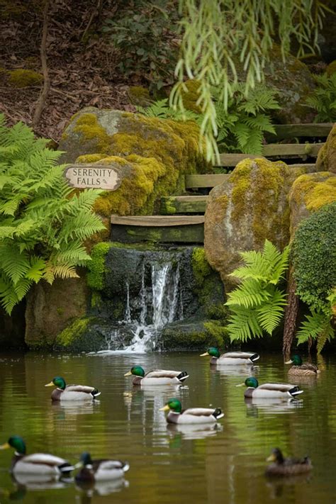 30 Backyard Duck Pond Ideas - Plantglossary