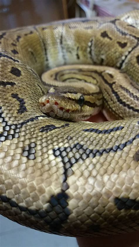 Image result for Python Queens Episode 1 Zim Comedy