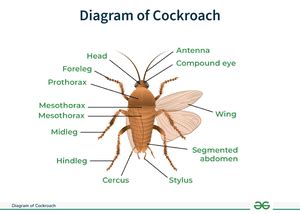 Image result for Cockroach Chapter Video Struture