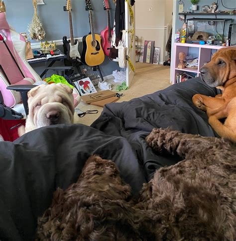 Paws 4 A Cure is an all-volunteer 501(c)(3) nonprofit organization that ...