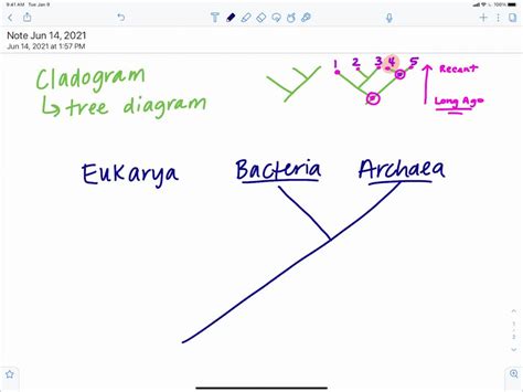 Image result for Simple Cladogram