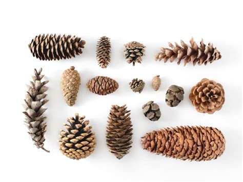 Types Of Pine Cones