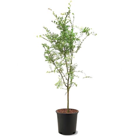 Southern Planters 5-Gallons Shade Drake Elm In Pot (With Soil ...