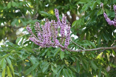 India Flora Online