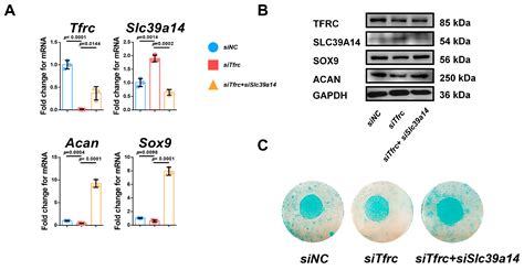 TFRC Ablation Induces Insufficient Cartilage Development Through ...