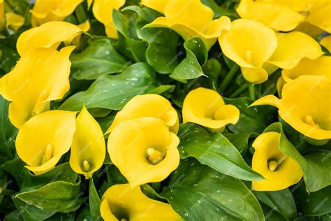 Premium Photo | Bouquet of yellow calla lilies zantedeschia