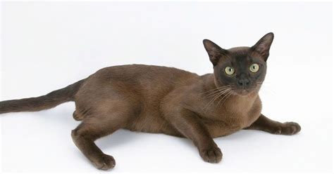 10 Low Maintenance Cat Breeds - Best For Pets
