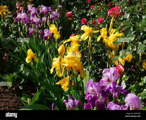 Iris flowers of different colors in a garden in spring Stock Photo - Alamy