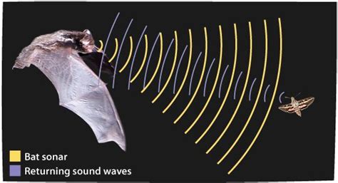Image result for How Does Echolocation Work