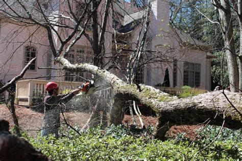 Image result for Alpharetta Tree Service