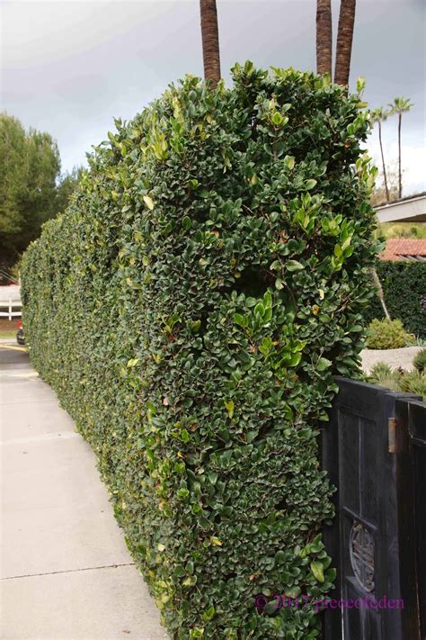 Ligustrum Hedge