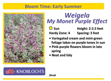 Weigela - My Monet Purple Effect | Knobloch's Greenhouse
