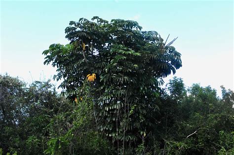 Schefflera Tree Invasive Florida 的图像结果