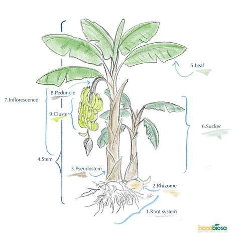 How to Start Banana Tree 的图像结果