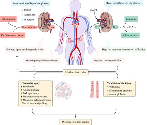 Kidneys Facts Function Diseases Live Science