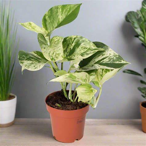Buy Devil's Ivy 'Marble Queen' (E. aureum 'Marble Queen') Online at £8.99