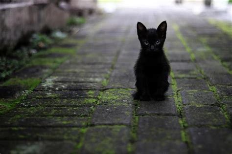 做梦梦到黑猫代表什么，梦见黑猫是什么情况-酷派宠物网