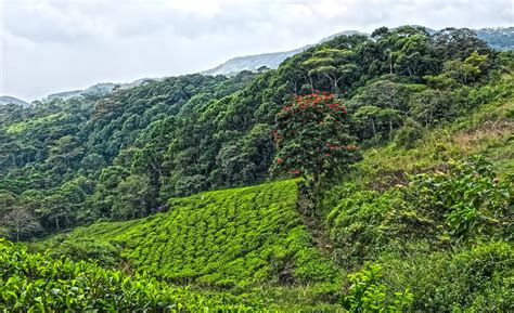 Sinharaja Forest Reserve, Sri Lanka - Reise-Tipps für einen spannenden ...