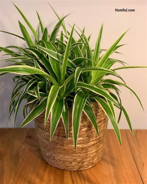 6 Spider Plant Varieties to Include in Your Indoor Garden ~ Homiful.com ...