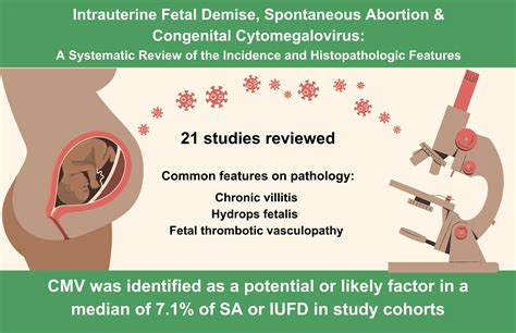 Intrauterine Fetal Demise, Spontaneous Abortion and Congenital Cytomegalovirus: A Systematic ...
