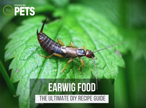 What Do Earwigs Eat? + A Fun DIY Earwig Food Recipe!